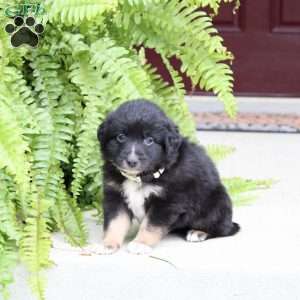 Arrow, Miniature Australian Shepherd Puppy